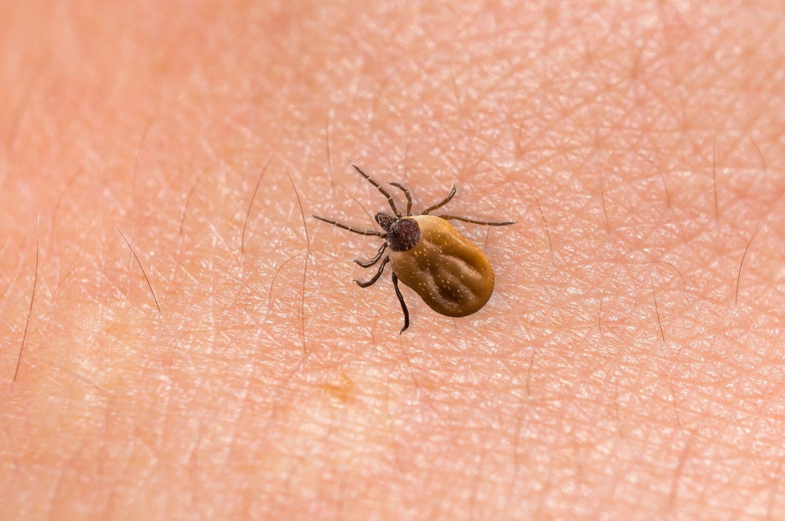 8 Myths about Ticks