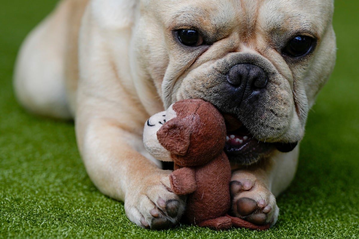 Rushed out for a hand grenade – was a dog toy