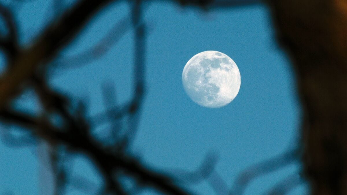 Red-necked nightjar guided by the moon