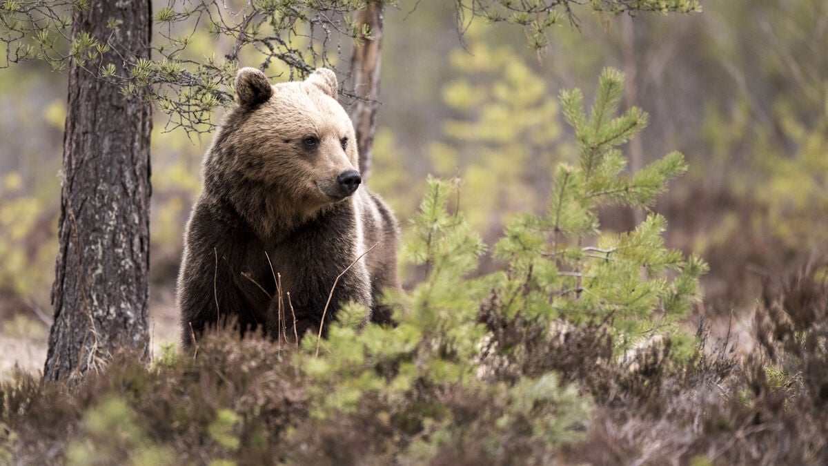 Several sentenced after chasing bear family with cars