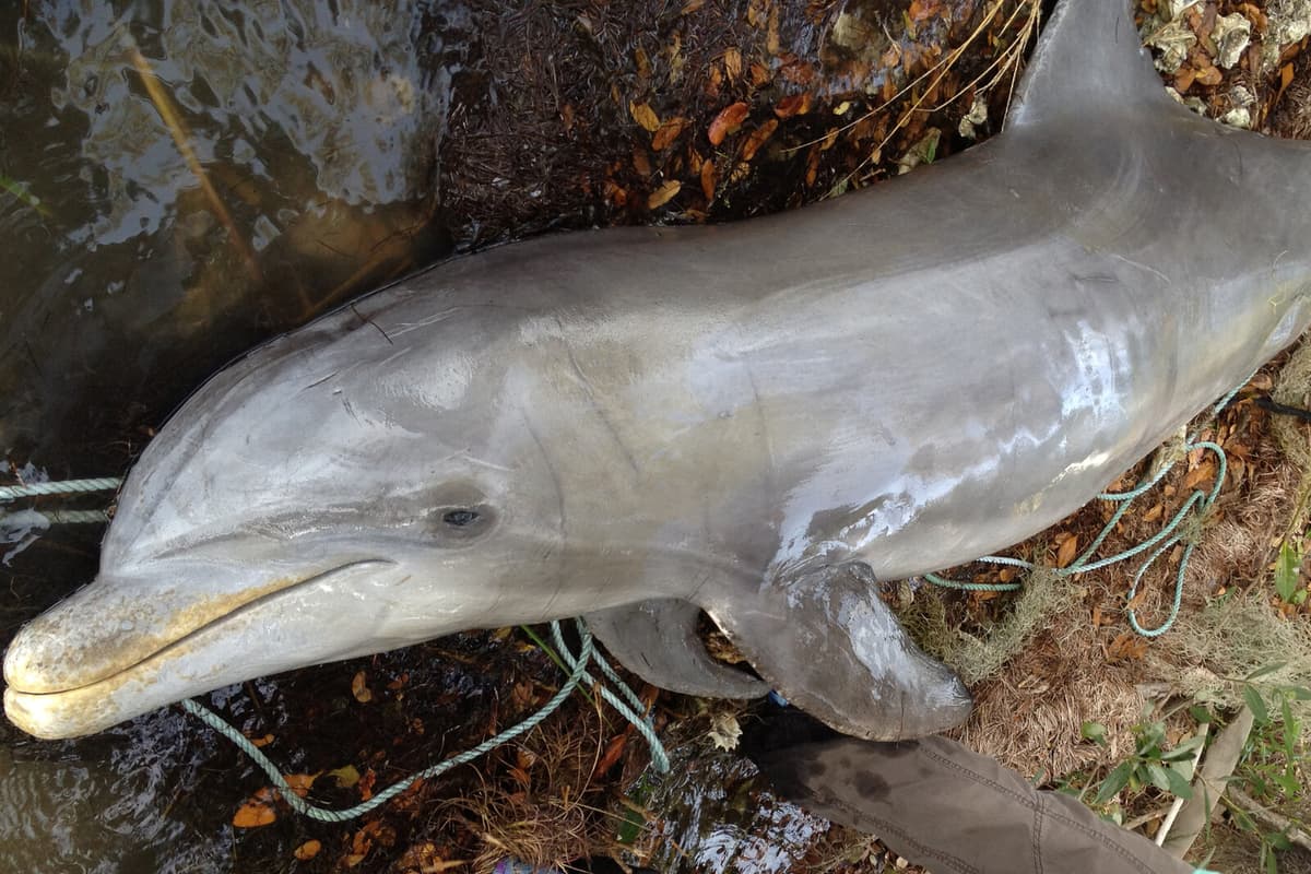 Phytoplankton Bloom Linked to Dolphin Deaths in Florida Study Finds