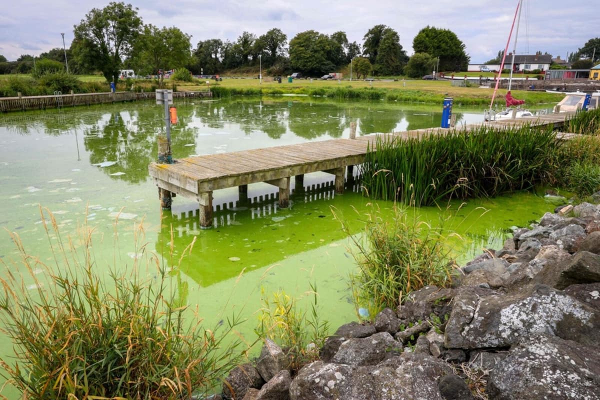 Algal Bloom Crisis Worsens at British Isles' Largest Lake Lough Neagh