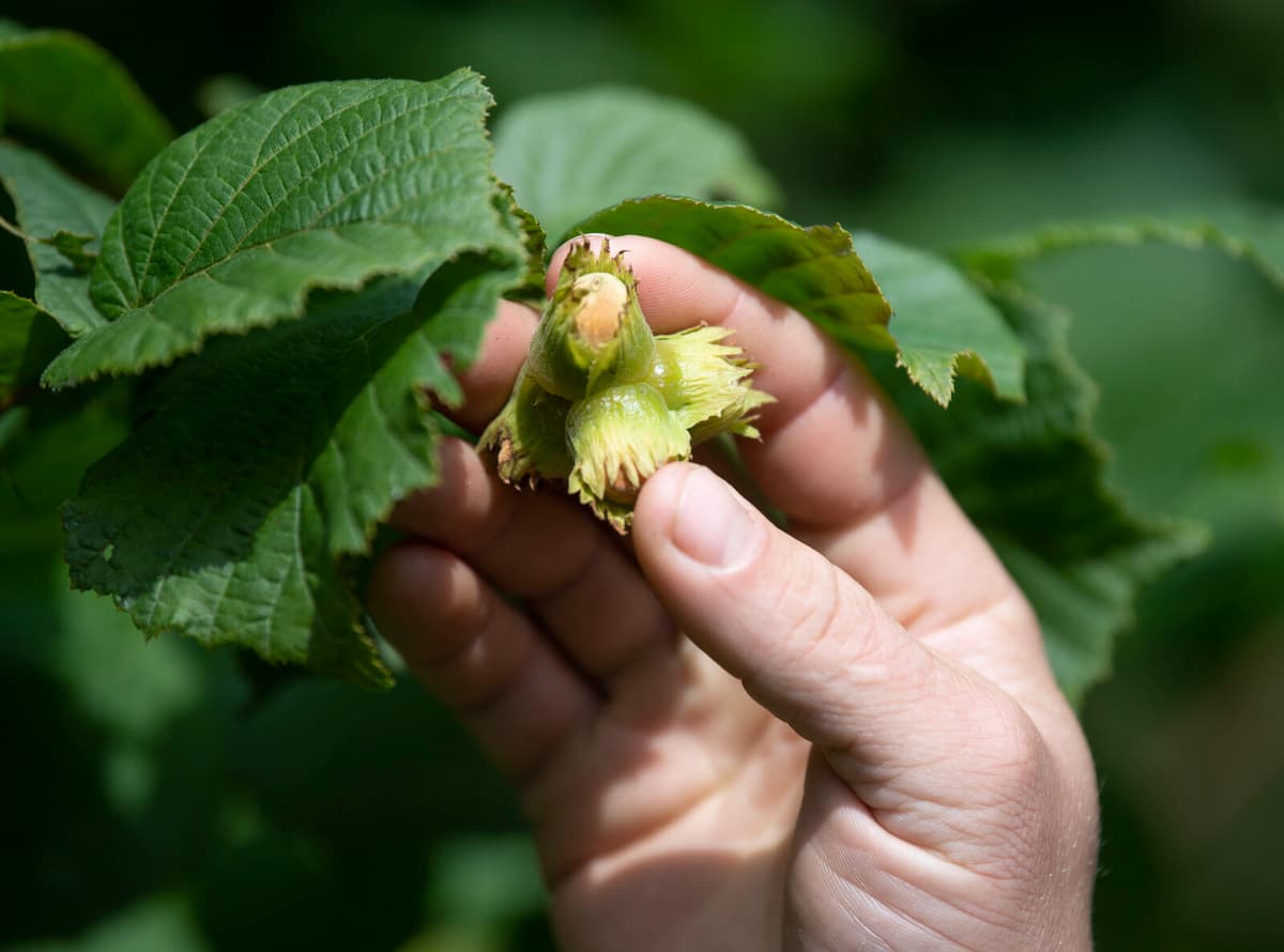 Hazelnut Prices Surge Due to Frost Damage in Turkey