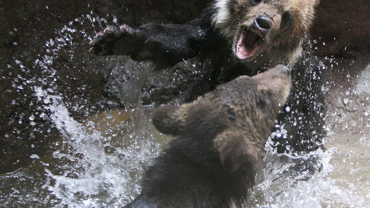 Bear Horror Movie Higuma Postponed Amid Record Bear Attacks in Japan