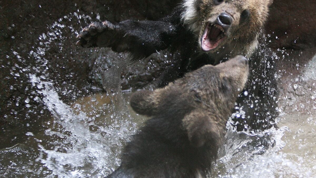 Bear Horror Movie Higuma Postponed Amid Record Bear Attacks in Japan