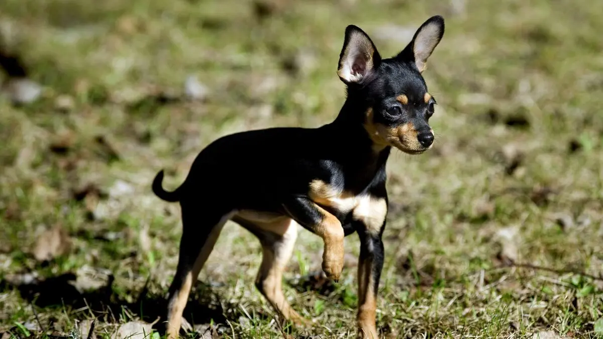 Diversity among dogs as early as 11,000 years ago