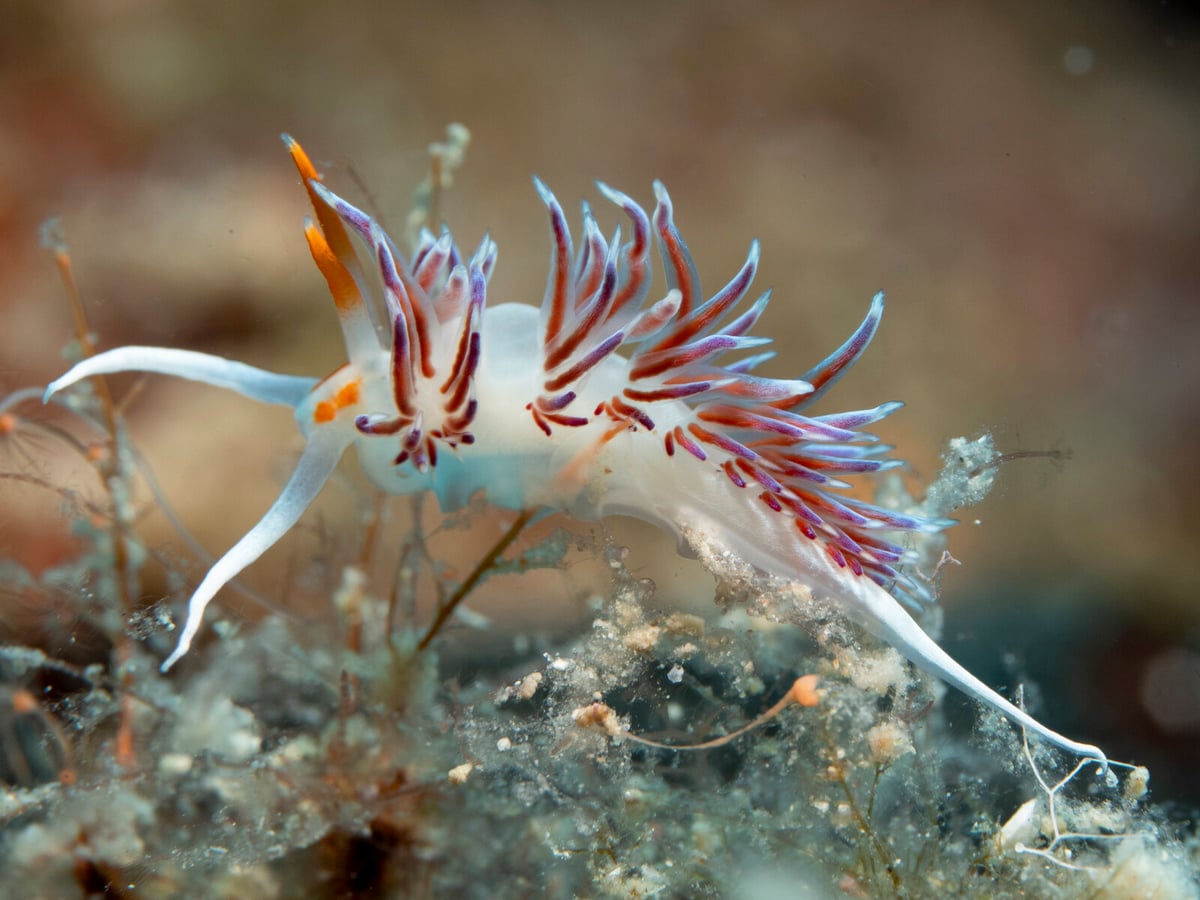 Sea Slugs Gain Superpowers by Stealing Body Parts, Harvard Study Reveals