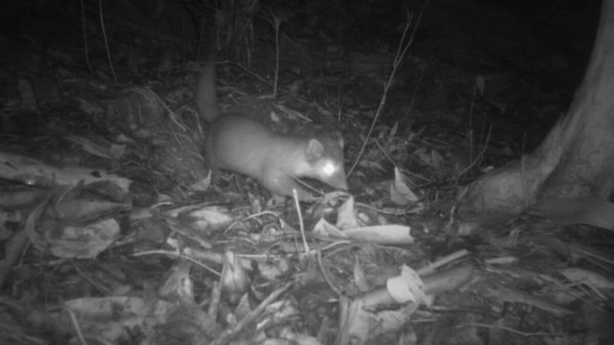 Shy and rare Sabah sun badger found only in one place on Earth
