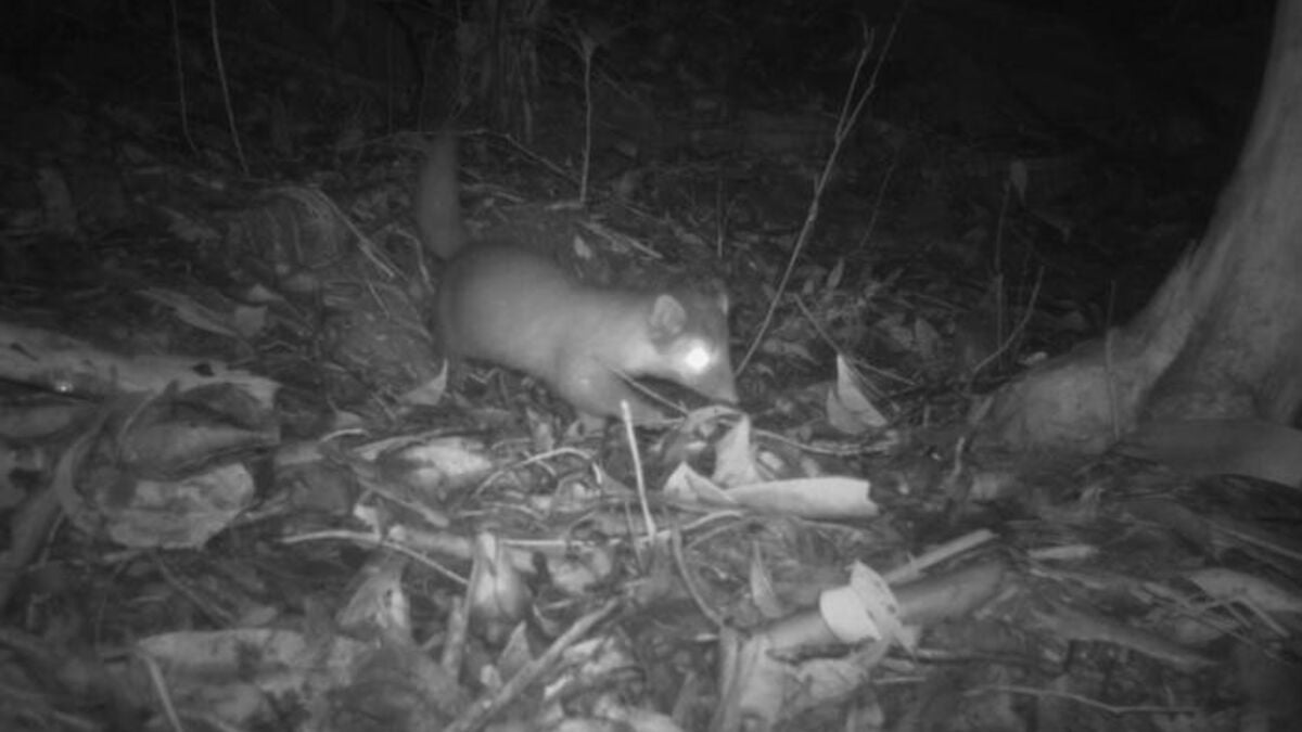 Shy and rare Sabah sun badger found only in one place on Earth