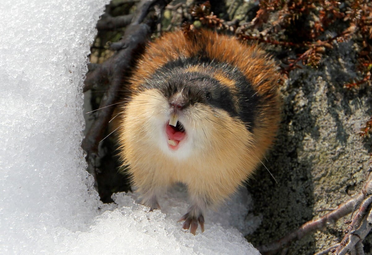 Norwegian Lemming: A Unique and Aggressive Young Species in Scandinavia