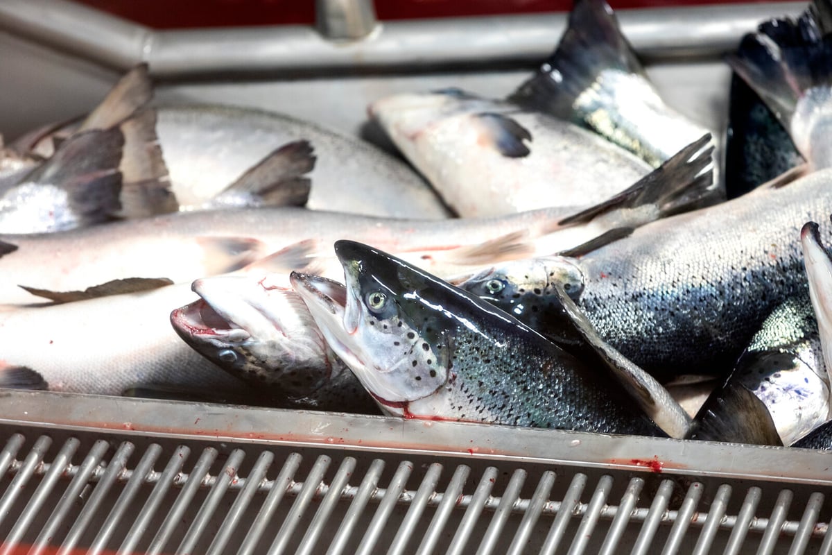 Bakkafrost Shares Drop 15% After Profit Warning