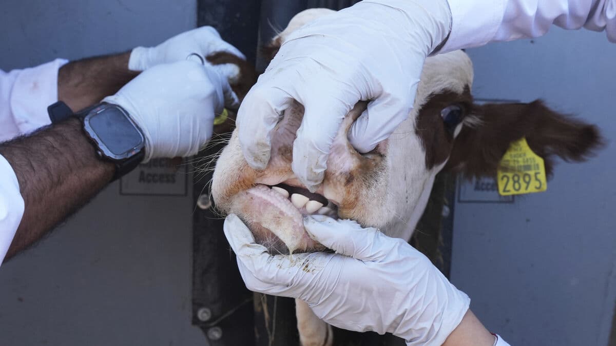 Flesh-eating American screwworm spreads in United States