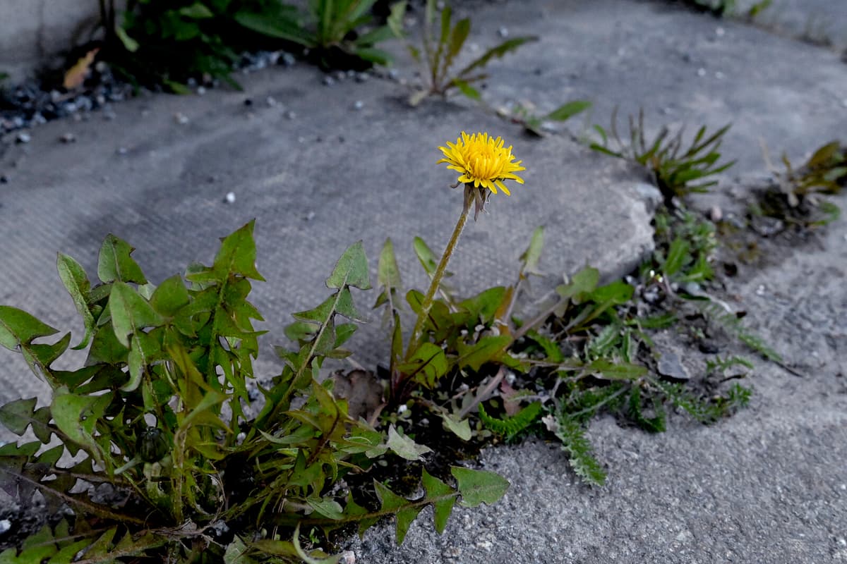 Dandelions Support Over 200 Insect Species Despite Being Unpopular