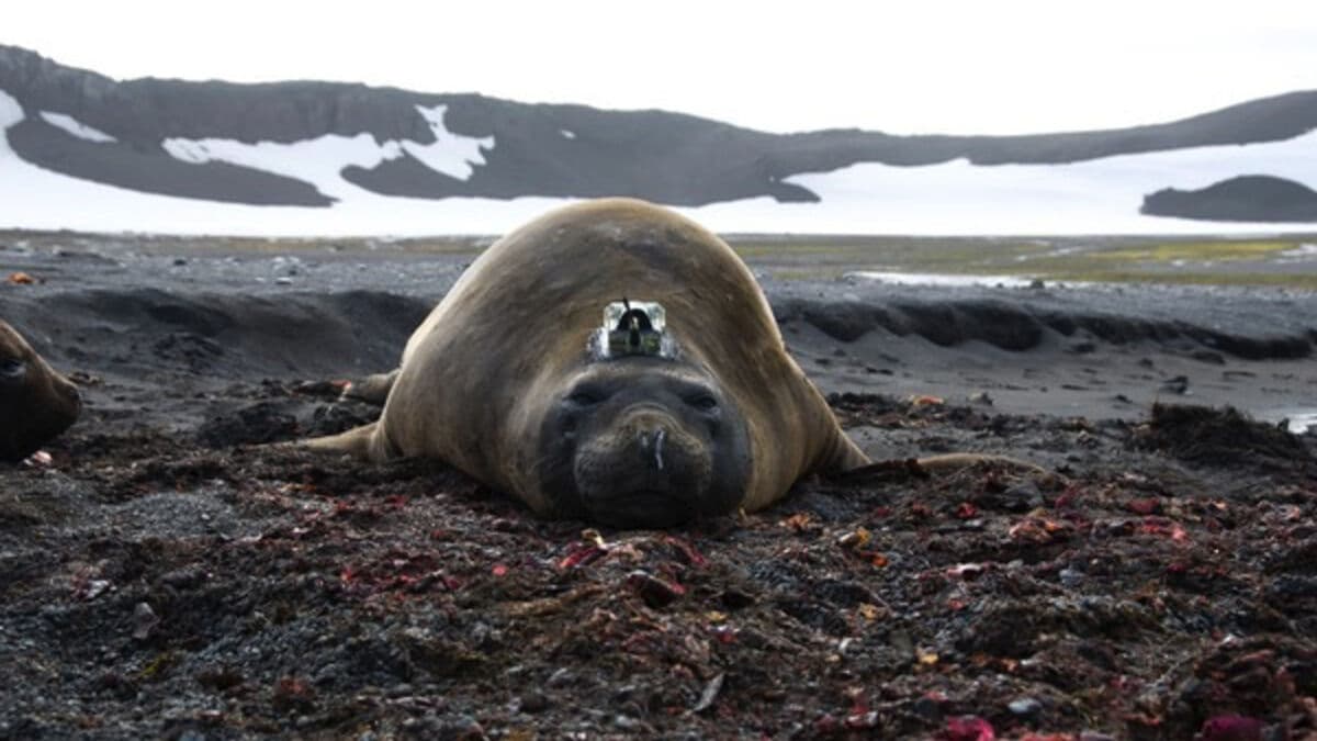 Stormy winter caused Antarctic sea ice to melt, study shows
