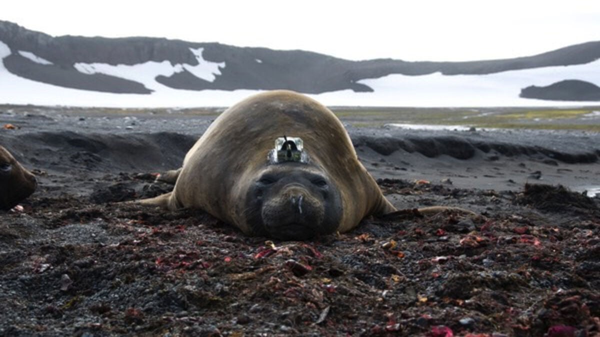 Stormy winter caused Antarctic sea ice to melt, study shows