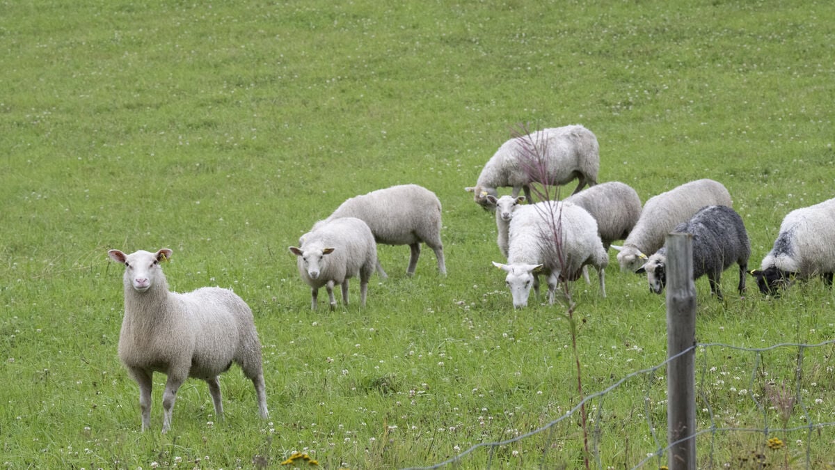 High school student slits sheep's throat - sentenced