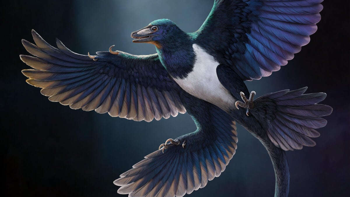 Feathered dinosaur fossil in China offers new clues to the origins of flight