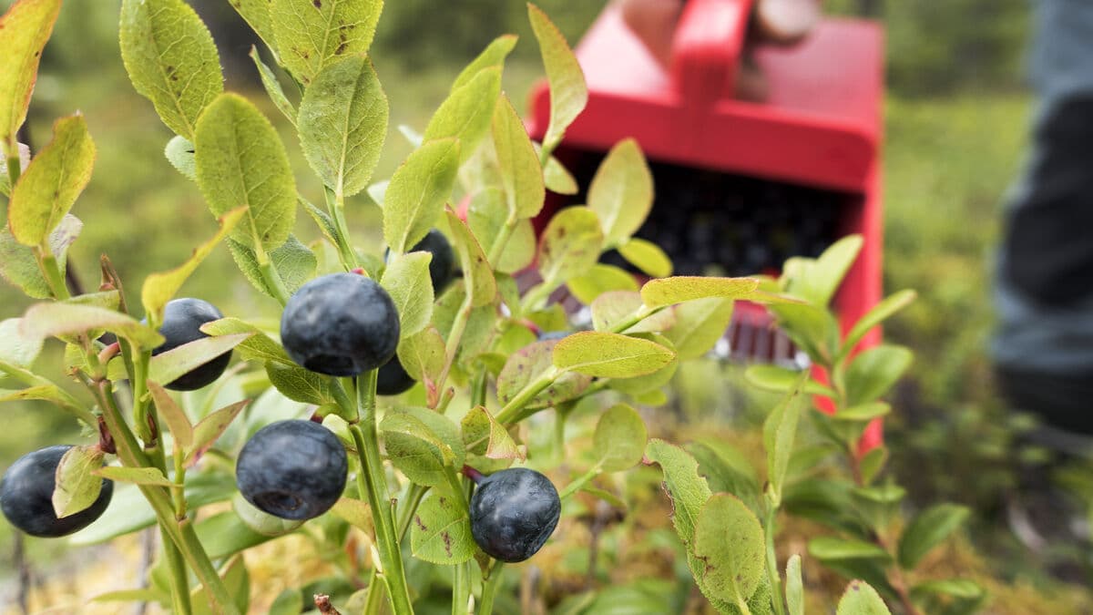 Prison for human trafficking - exploited berry pickers in Finland