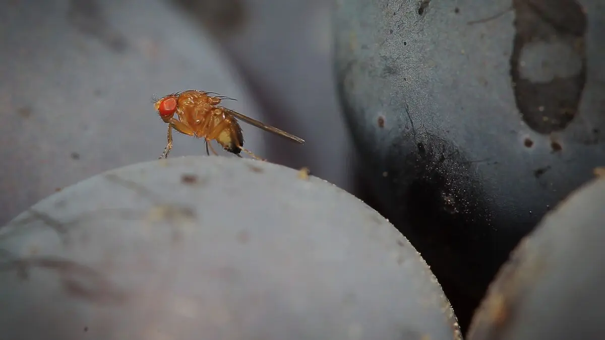 Mysterious fruit fly learned to eat meat