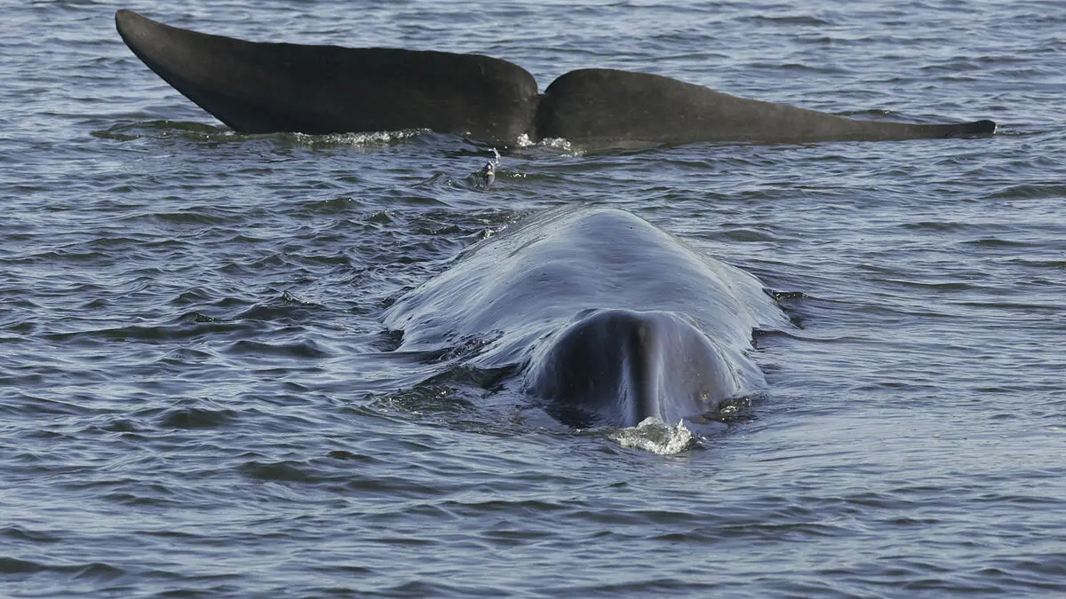 Whaling resumes in Iceland - first in two years