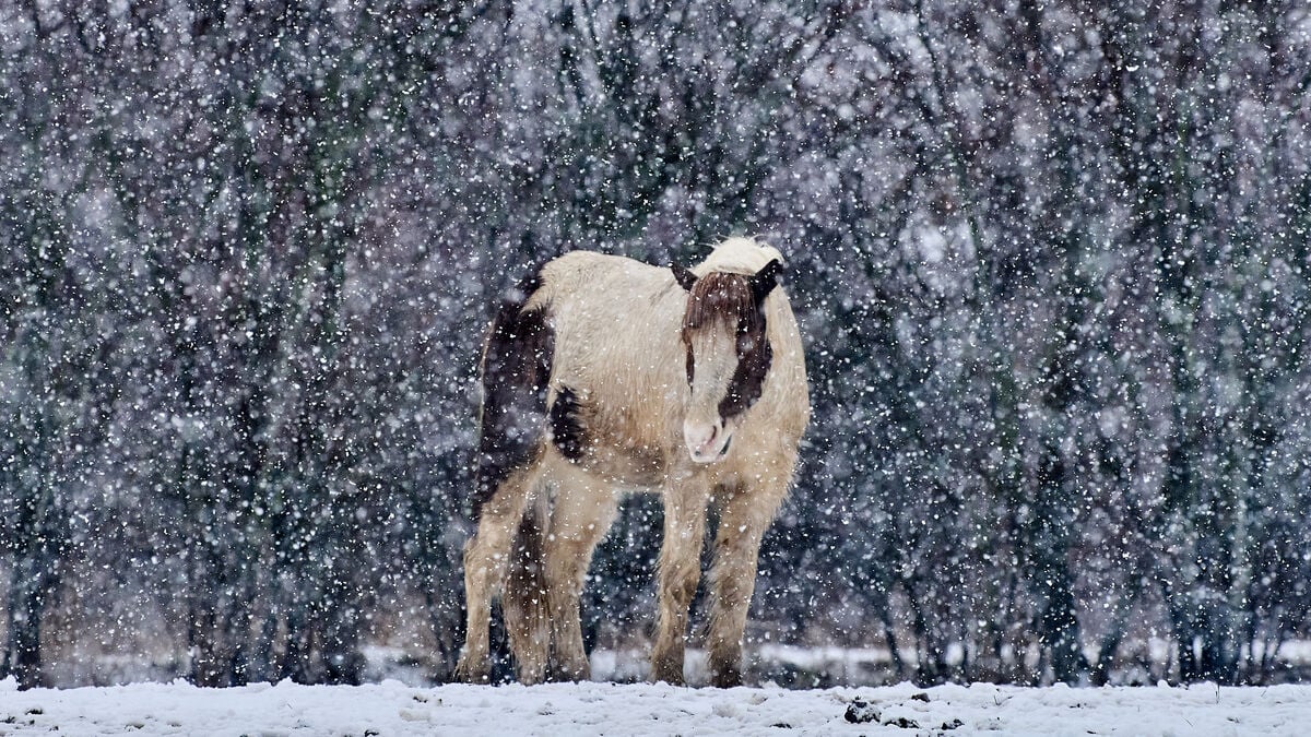 New equine virus detected in Sweden