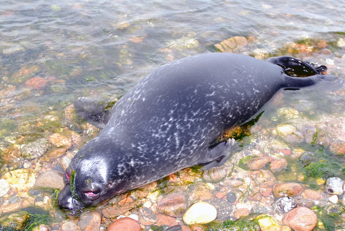 Dead Seals Found on Simrishamn Beaches in Skåne