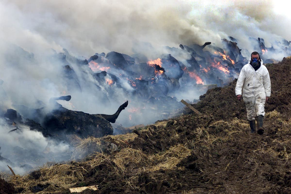 Deadly German buffalo disease causes concern - "Extremely painful"