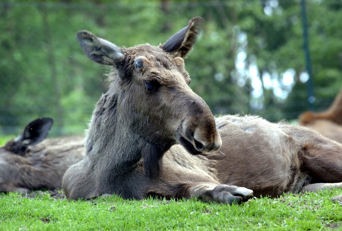 Moose Added to Sweden's Endangered Species List