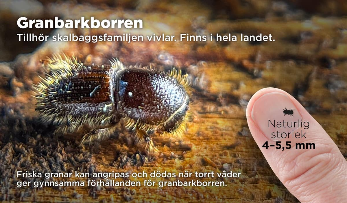 Sweden Ends Spruce Bark Beetle Control as Threat Diminishes