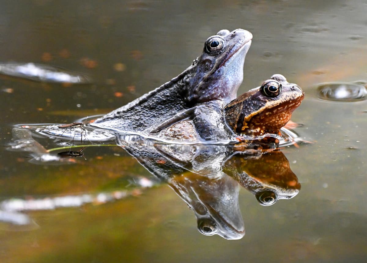 Sweden Seeks Public Help to Protect Frogs on Busy Roads