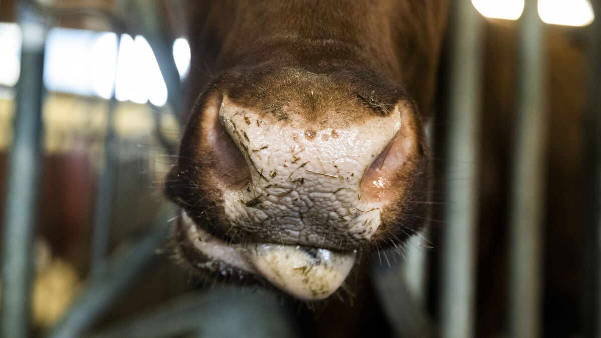 Two charged with aggravated animal cruelty on Öland farm