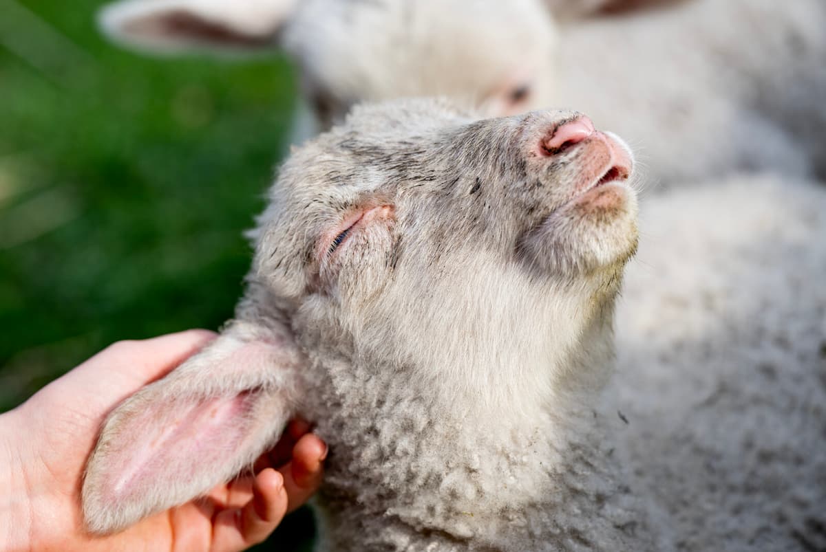 Swedish Wool Gains Popularity in Fashion and Beyond