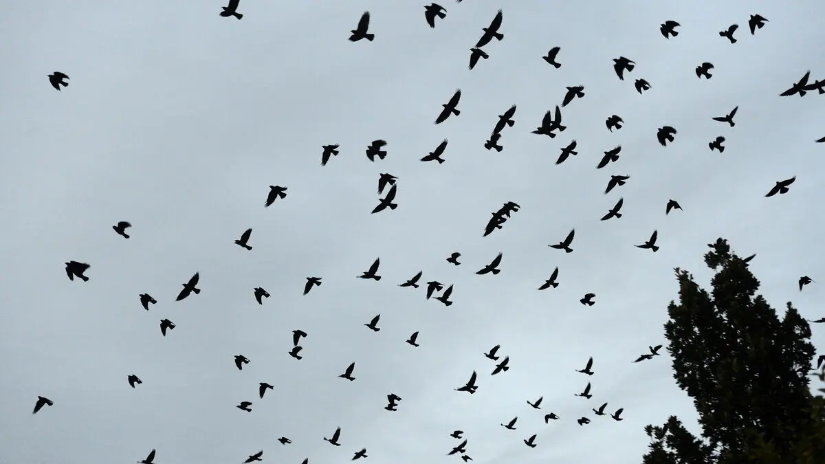 Bird Flu Detected in Wild Bird in Malmö