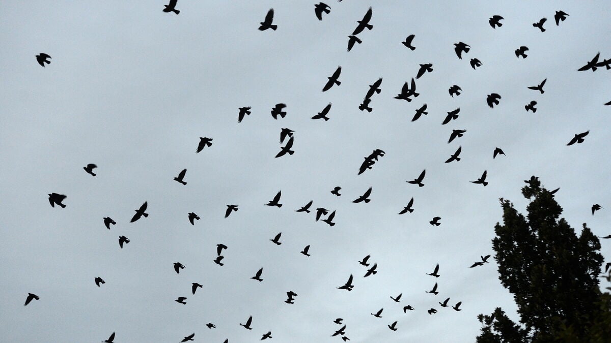 Bird Flu Detected in Wild Bird in Malmö