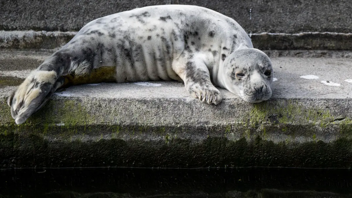Seal autopsy without face mask uncovers dangerous brucella infection