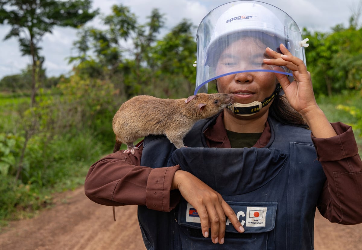 Giant Rats Help Clear Landmines in Cambodia