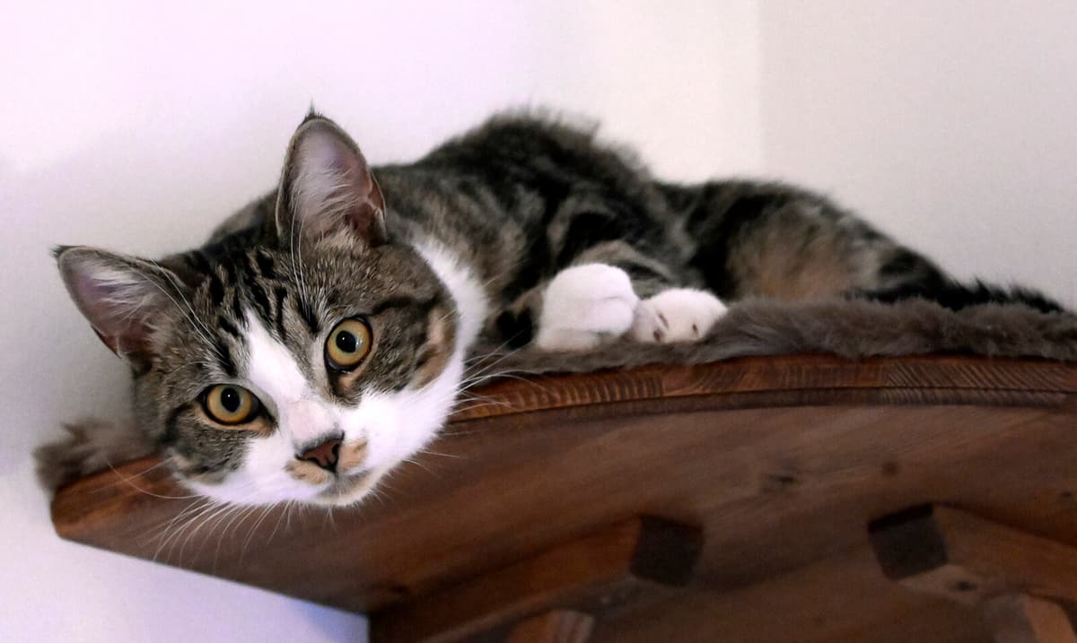 Demented Cats May Hold Key to Alzheimer's Treatment