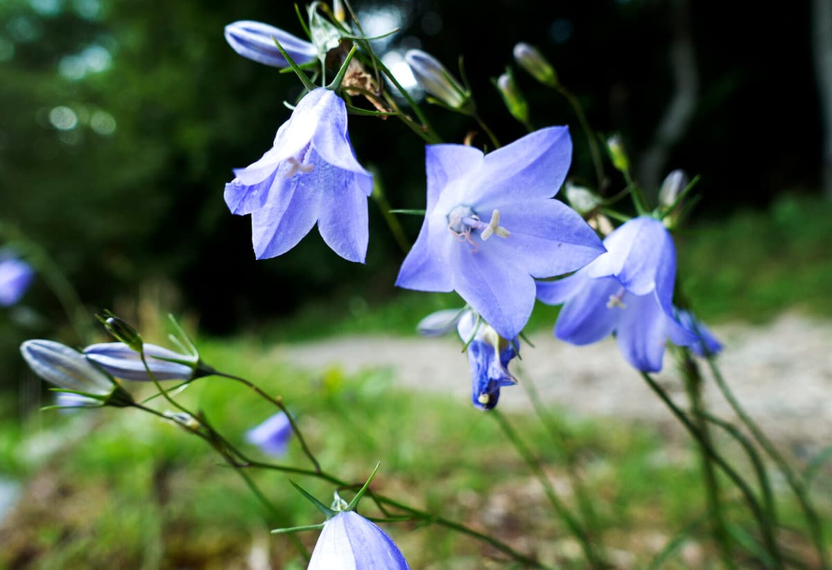 Bluebell and Lilac Blooming Earlier Each Year Across Sweden