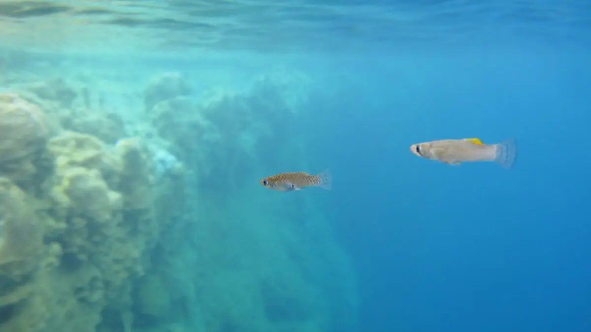 Aggressive female fish chase away males from other caves