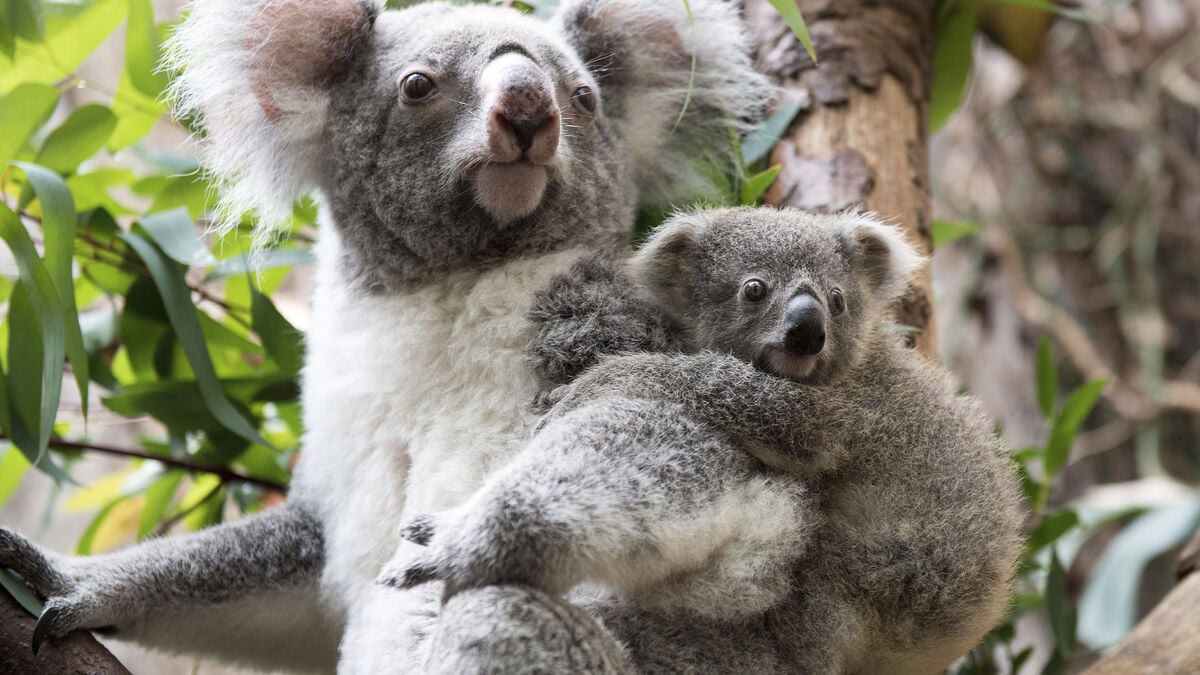Koalas in New South Wales are getting sick and dying from heat stress