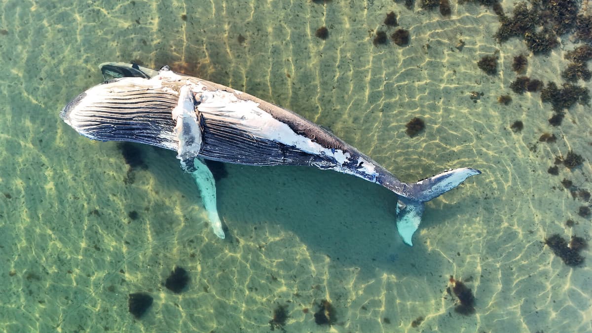 Sperm Whale Found Dead on Danish Beach Near Aarhus