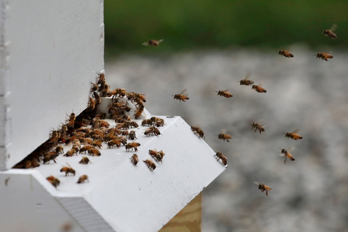 24 Injured in Bee Attack in French City of Aurillac