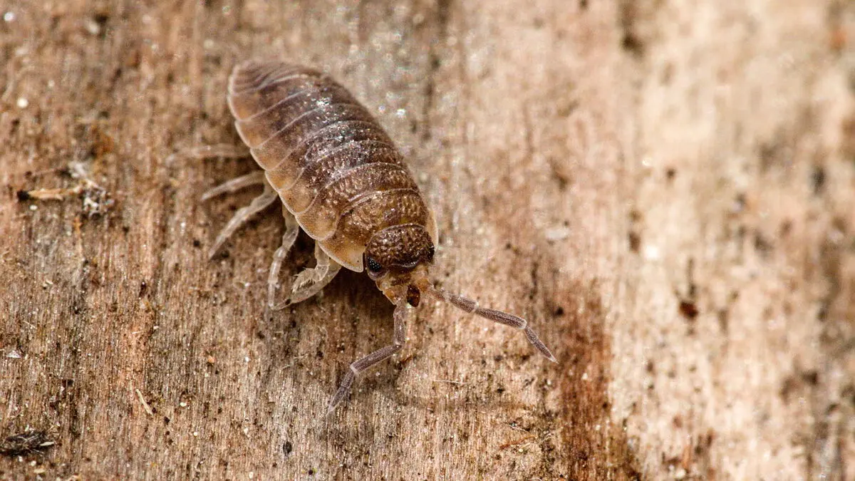 Underground hero woodlouse is this year's garden insect