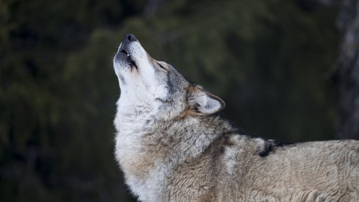 Fish-eating wolves: "Lived with humans"