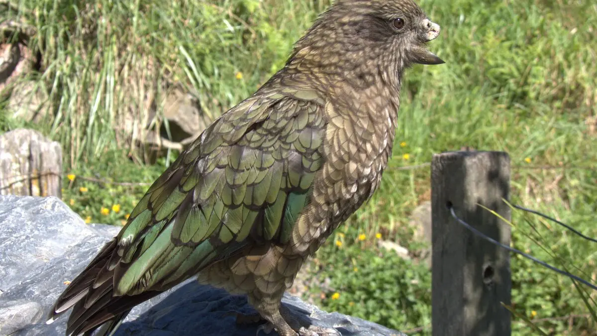Alpha male kea parrot with half a beak defeats every opponent