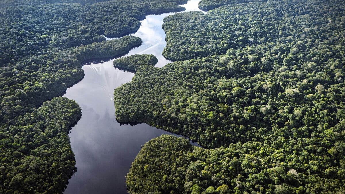 EU agrees on rules for rainforest deforestation