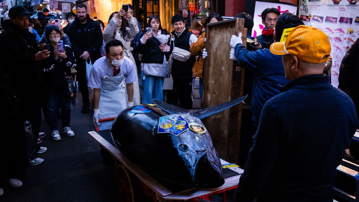 Bought 243-kg bluefin tuna for 510 million yen, says he can't resist