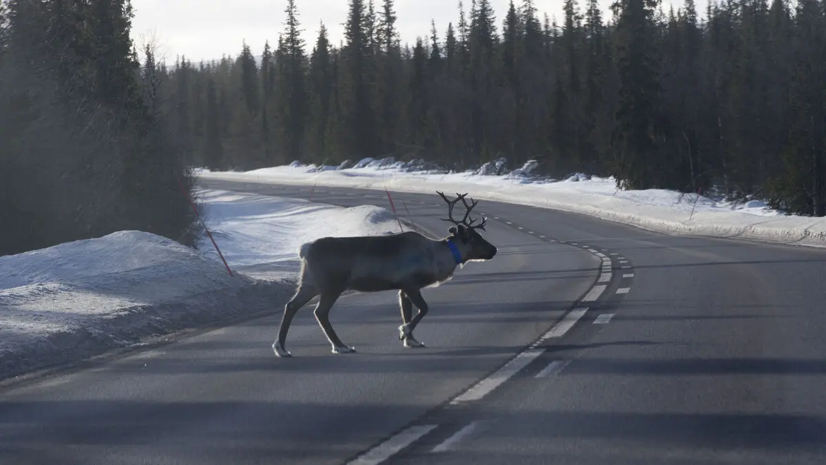 Reindeer was run over and its throat cut – man charged