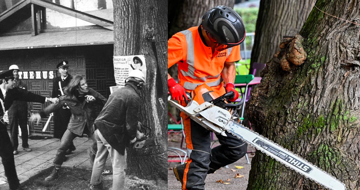 Historic Elm in Stockholm's Kungsträdgården Felled Due to Disease