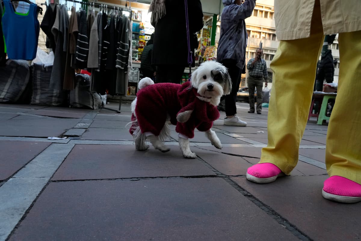 Iranian Cities Implement Public Dog Walking Bans